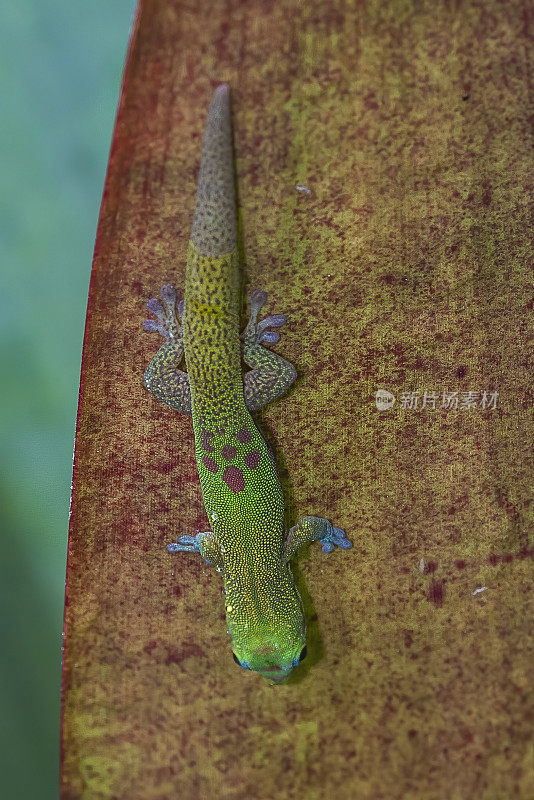 金沙日壁虎(Phelsuma laticauda) (Pachydactylus laticauda)是一种日间活动的壁虎。它生活在马达加斯加北部和科摩罗，也被引进到夏威夷。它通常栖息在各种树木和房屋中